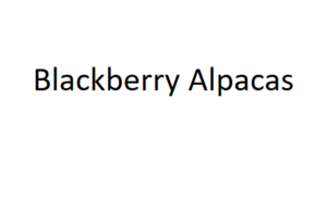 Blackberry Alpacas